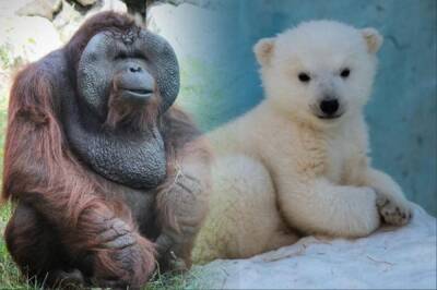 Ноздря в ноздрю: орангутан Бату бьётся с медведицей Шилкой за право стать символом Новосибирска