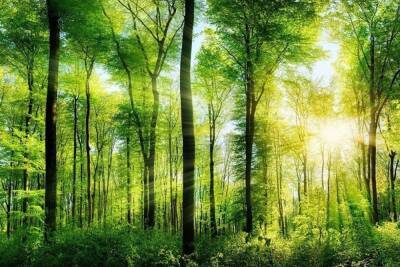 Лесной фонд Тверской области вырастет больше чем на 350 гектаров