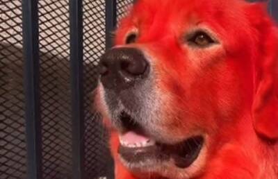 Собаку покрасили в красный цвет – хозяйке пришлось оправдываться