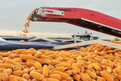 Россия резко сократила вывоз зерновых за рубеж