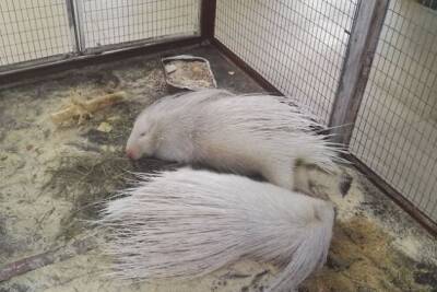 Центр «Радуга» в Чите официально стал вторым зоопарком в городе