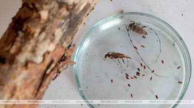 ФОТОФАКТ: Ученые Института леса НАН работают над созданием вакцины для борьбы с жуками-короедами