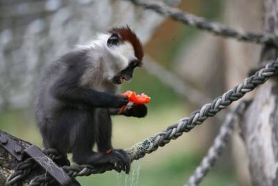 Суд Петербурга запретил двум сайтам продавать краснокнижных обезьян мангобей