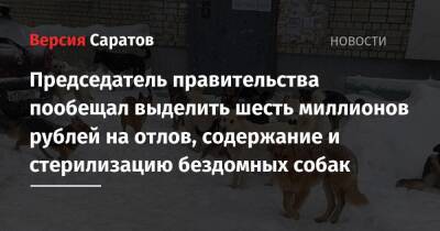 Председатель правительства пообещал выделить шесть миллионов рублей на отлов, содержание и стерилизацию бездомных собак