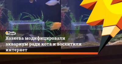 Хозяева модифицировали аквариум ради кота и восхитили интернет