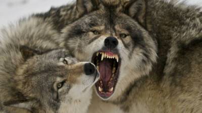 За минувшую неделю в Тверской области охотники убили десять волков