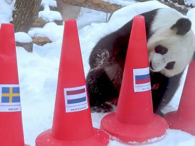 Московские панды предсказали победителей зимних Олимпийских игр (фото)