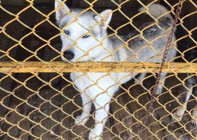 Свердловским мэрам поручили отловить и стерилизовать всех бездомных собак