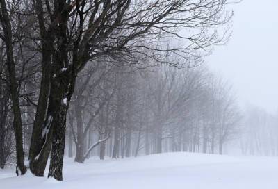 Сильный снег и метель: какой будет погода 5 февраля в Ленобласти