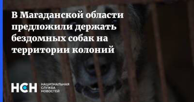 В Магаданской области предложили держать бездомных собак на территории колоний