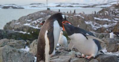 Украинские полярники показали, как смешно прыгают пингвины в Антарктиде (видео)