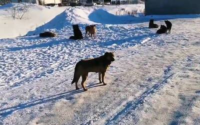Властям Свердловской области дали 2 недели на отлов бездомных собак
