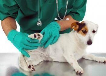 Вывихи коленной чашечки у собак и методы их лечения