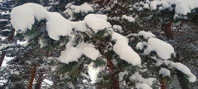 В Карелии 5 февраля мороз отступит и вернется снег