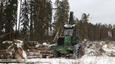 Работники лесного хозяйства за сутки убирают до 11 тыс. куб.м древесины на ветровальных участках