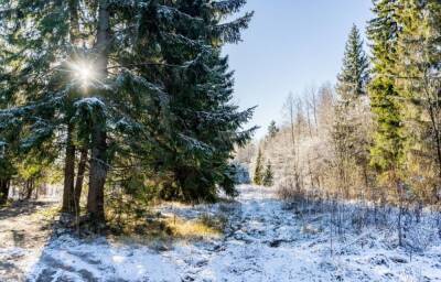 В Тверской области сельхозземли передают в лесной фонд