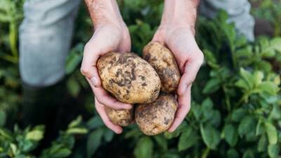 Ешь и худей: от каких заболеваний может защитить картофель