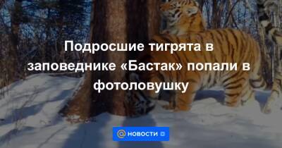 Подросшие тигрята в заповеднике «Бастак» попали в фотоловушку