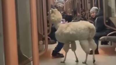 "Нет такого закона": хозяйка альпака не видит нарушений в поездке с животным в метро