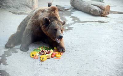В Ташкентском зоопарке весной "сыграют свадьбу" для медведя Зузу. Он стал звездой соцсетей после инцидента с девочкой. Видео