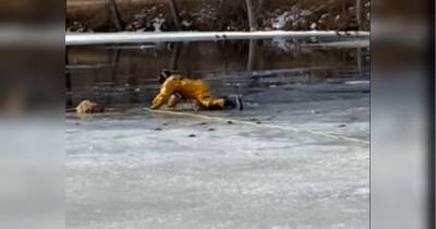 Драматичний порятунок собаки, що провалився під лід, потрапив на відео