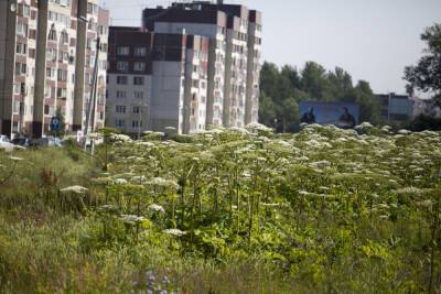 Обработку земель от борщевика в Псковской области начнут в мае