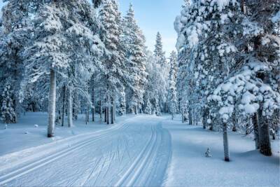 В Ленобласти назвали самые популярные экотропы для лыжных прогулок