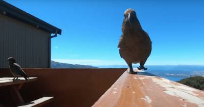 Попугай-клептоман похитил камеру GoPro и снял впечатляющее видео в полете (видео) - focus.ua - Украина - Новая Зеландия