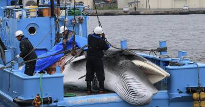 Проиграла конкуренцию Японии: Исландия откажется от убийства китов с 2024 года