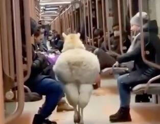 В Московском метрополитене проехалась альпака. Пострадал один сотрудник