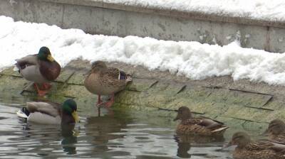 Для зимовки вместо юга утки выбрали озеро в воронежском Центральном парке