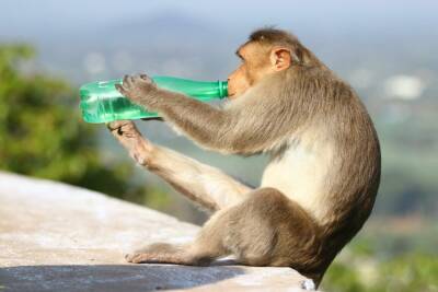 Печень мешает обезьянам стать алкоголиками