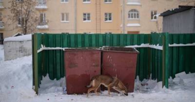 Режим повышенной готовности ввели в Забайкалье из-за атак собак
