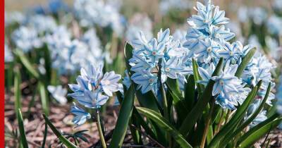 Яркие и простые в уходе: 6 видов цветов для начинающих садоводов - profile.ru
