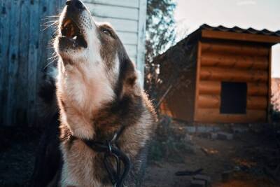 В Забайкалье ввели режим повышенной готовности из-за нападений собак