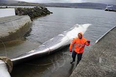 Исландия откажется от скандальной древней традиции убийства китов