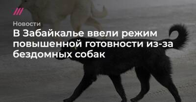 В Забайкалье ввели режим повышенной готовности из-за бездомных собак