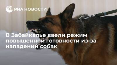 В Забайкальском крае ввели режим повышенной готовности из-за нападений собак на людей