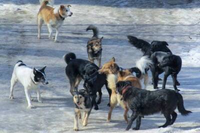 Режим повышенной готовности ввели в Забайкалье из-за угрозы нападения бродячих собак
