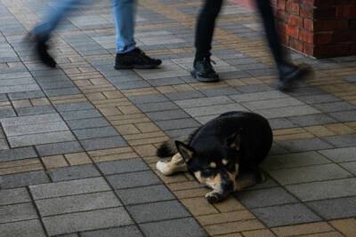 В Забайкалье из-за нападений собак ввели режим повышенной готовности