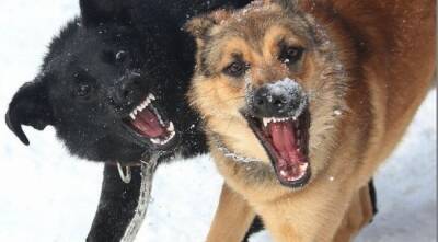 В Забайкалье введен особый режим из-за угрозы нападений бродячих собак