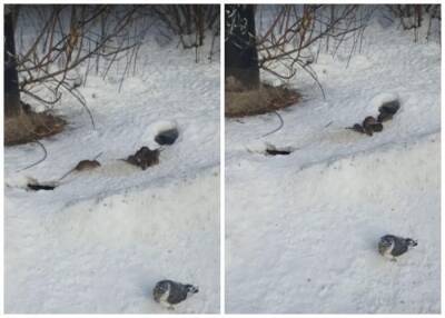 Нашествие крыс перепугало жителей Академгородка в Новосибирске