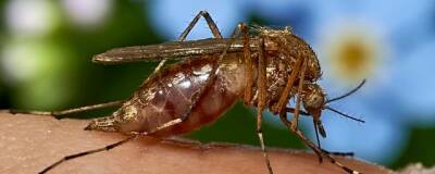 Учёные Вашингтонского университета выяснили, что комаров привлекают 4 цвета