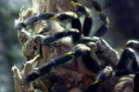 В Таиланде открыт новый вид тарантула