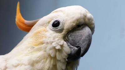 Птица-клептоман: попугай в Новой Зеландии украл у людей камеру