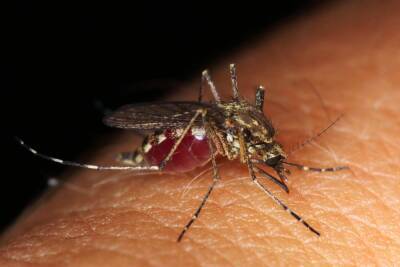 Биологи рассказали о цветовых предпочтениях комаров