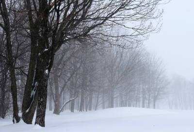 Снегопад и гололедица: какой будет погода 6 февраля в Ленобласти