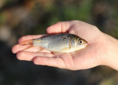 Уже через пару лет в Украине может исчезнуть речная рыба: разъяснения ученого