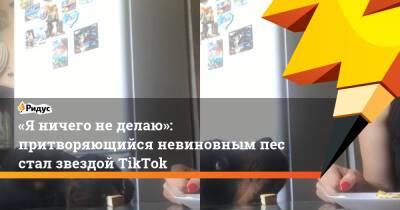 «Я ничего не делаю»: притворяющийся невиновным пес стал звездой TikTok