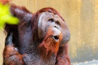 Блогер Варламов призвал россиян голосовать за орангутана Бату на выборах талисмана Новосибирска